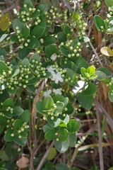 Eugenia capensis