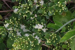 Eugenia capensis
