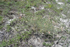 Astragalus ucrainicus