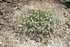 Asperula tephrocarpa