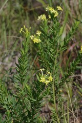 Lasiosiphon triplinervis