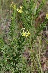 Lasiosiphon triplinervis