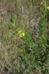 Lasiosiphon triplinervis