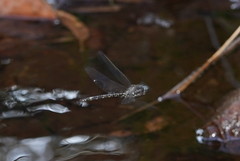 Austroaeschna ingrid