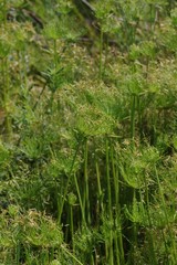 Cyperus prolifer