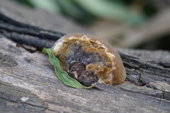 Fungi