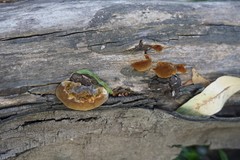 Fungi