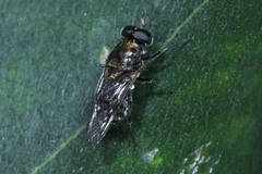 Adoxomyia