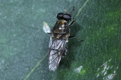 Adoxomyia