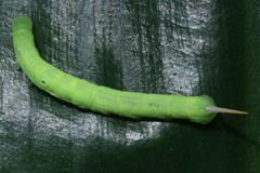 Eupanacra