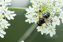 Eristalis rupium