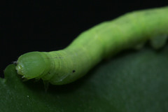 Eupanacra