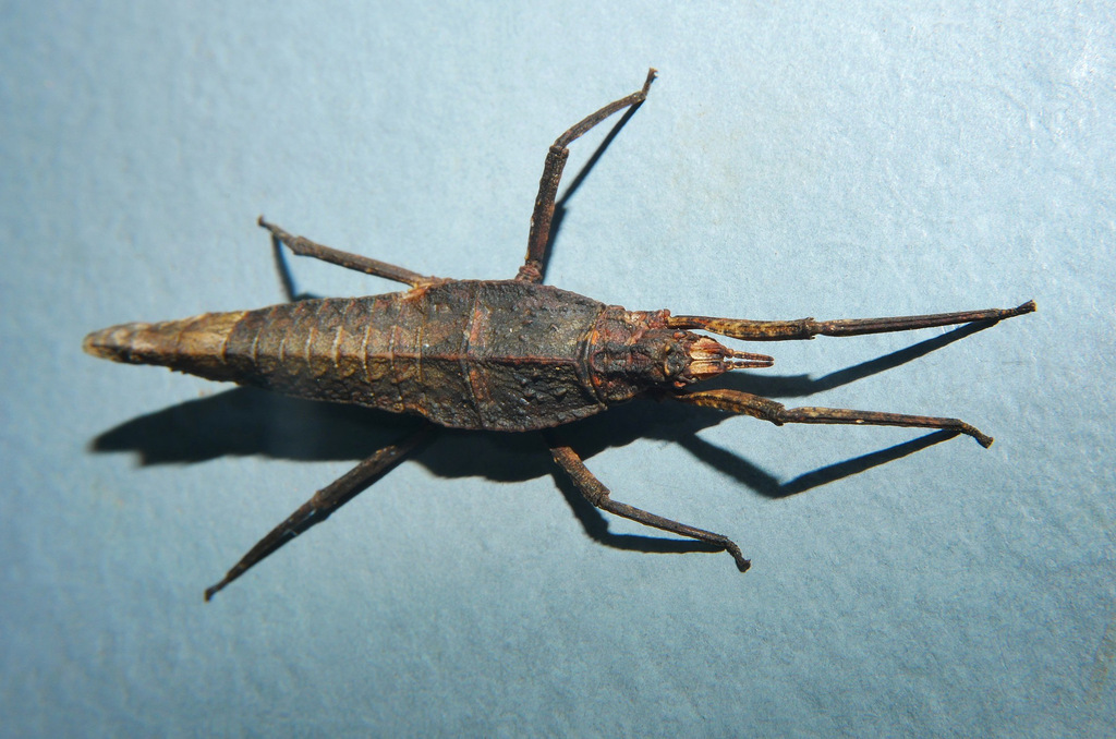 Pachymorpha pearsoni