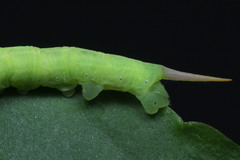 Eupanacra
