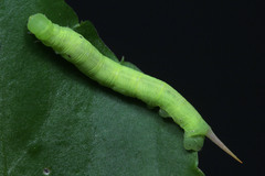 Eupanacra
