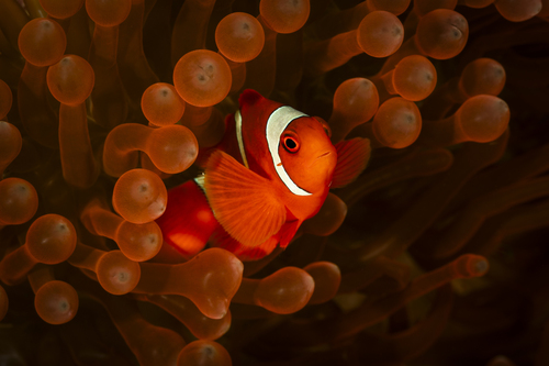 Amphiprion biaculeatus
