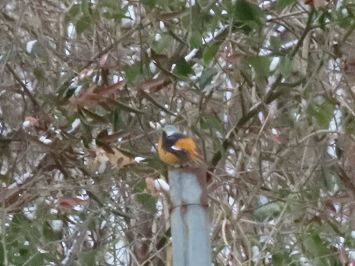 Daurian Redstart