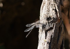 Austroaeschna subapicalis