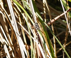 Austroaeschna subapicalis
