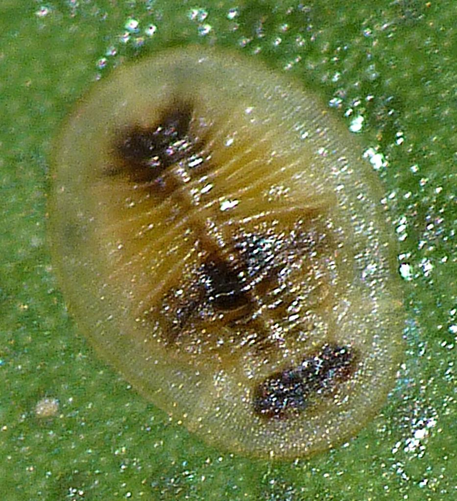 Chitonaleyrodes