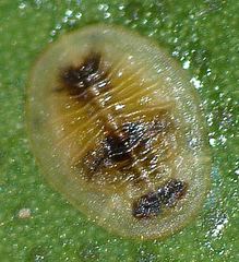 Chitonaleyrodes canberrensis