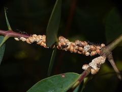 Eriococcus coriaceus