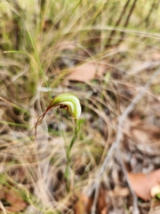 Abrupt Greenhood (Pterostylis abrupta)