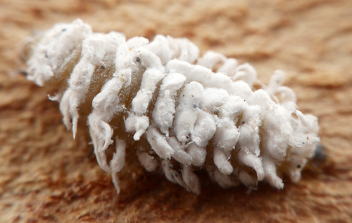Mealybug Destroyer