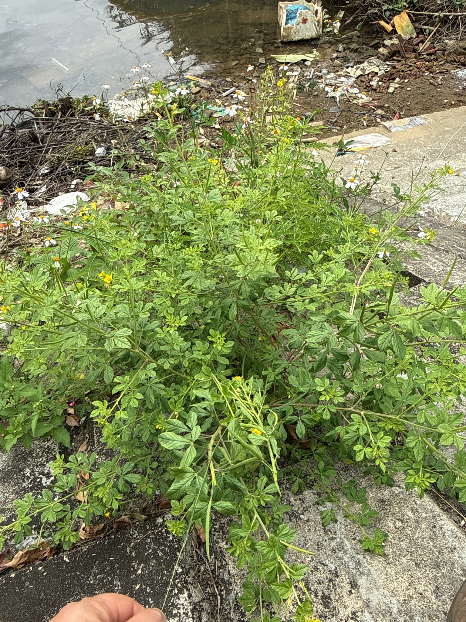Arivela viscosa — ảnh 2