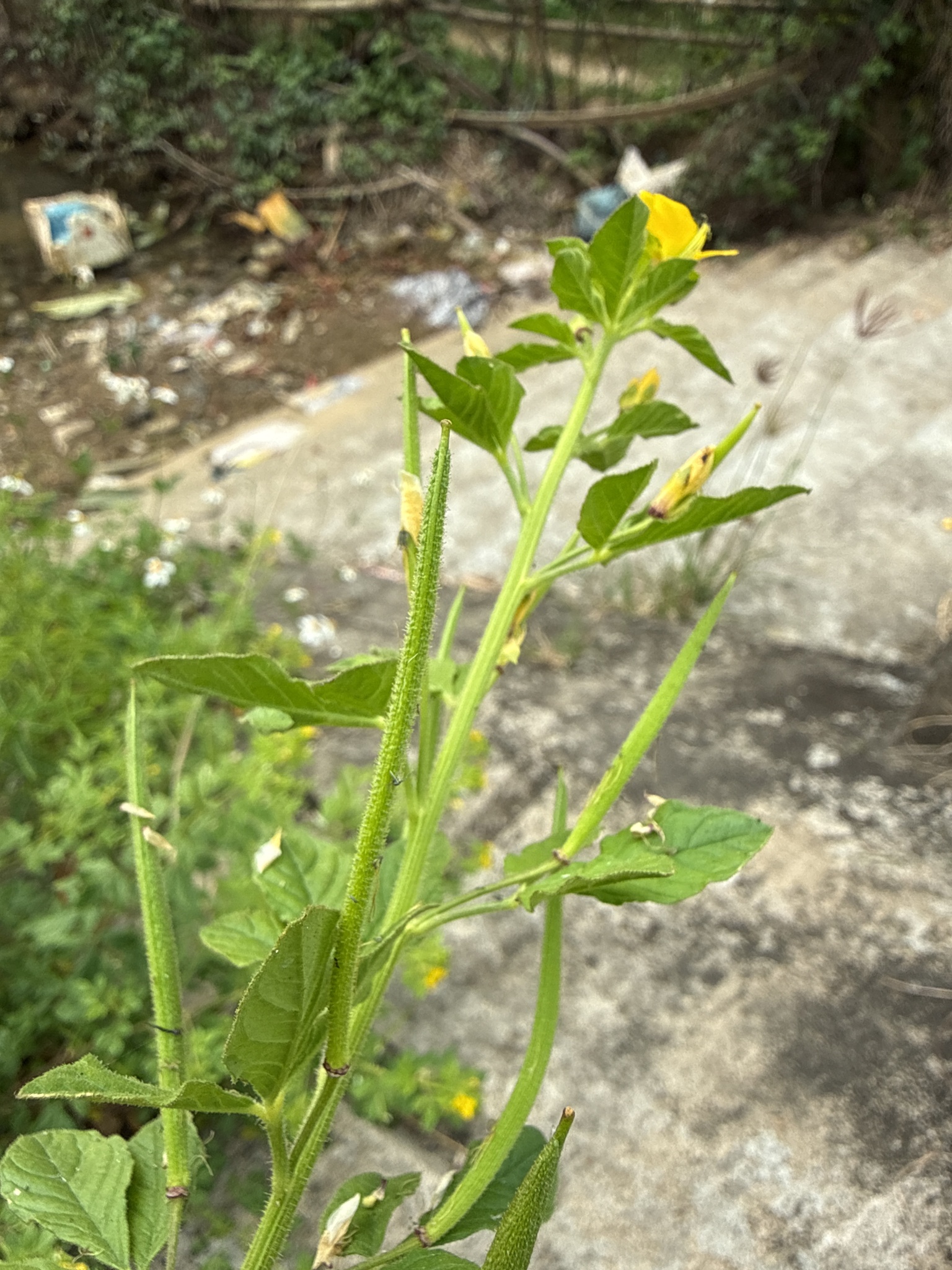 Arivela viscosa — ảnh 3