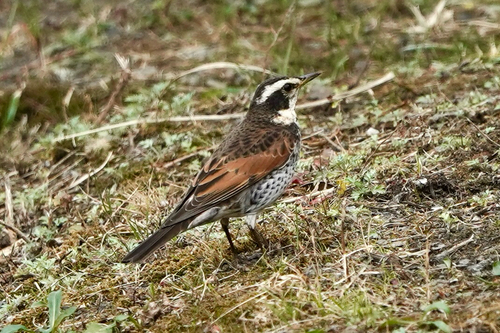 Dusky Thrush, Kokubukita 3-Chōme, Ebina, Kanagawa, JP, photo 8 of 10