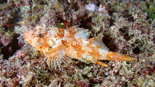 Decoy scorpionfish (Iracundus signifer) — Scorpaenidae — 5