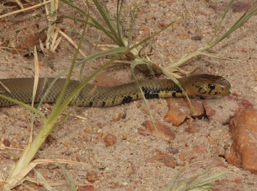Mozambique Spitting Cobra