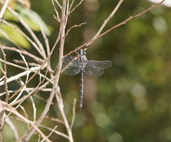 Austroaeschna subapicalis