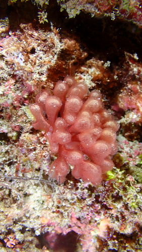 Gibsmithia observed 2026-02-15