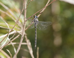 Austroaeschna subapicalis