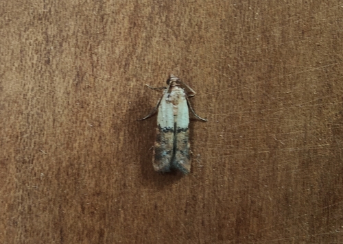 Plodia interpunctella