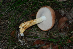 Austroboletus lacunosus