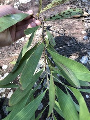 Hakea benthamii
