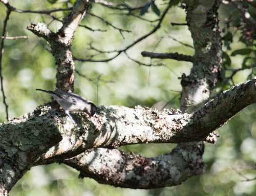 Miombo Tit