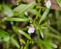 Lobelia anceps