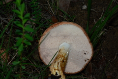 Austroboletus lacunosus