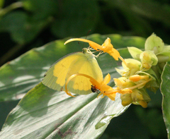 Eurema hecabe hecabe