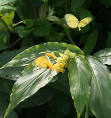 Eurema hecabe hecabe