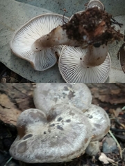 Lyophyllum littorale