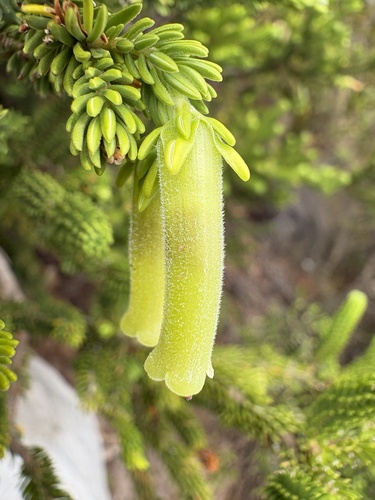 Hairytube Heath (Erica brachialis)