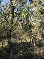 Hakea benthamii