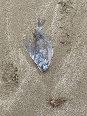Limanda limanda