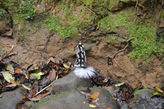 Spilogale angustifrons