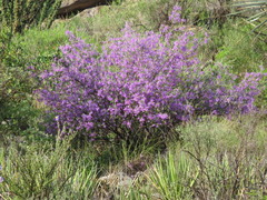 Leucophyllum laevigatum